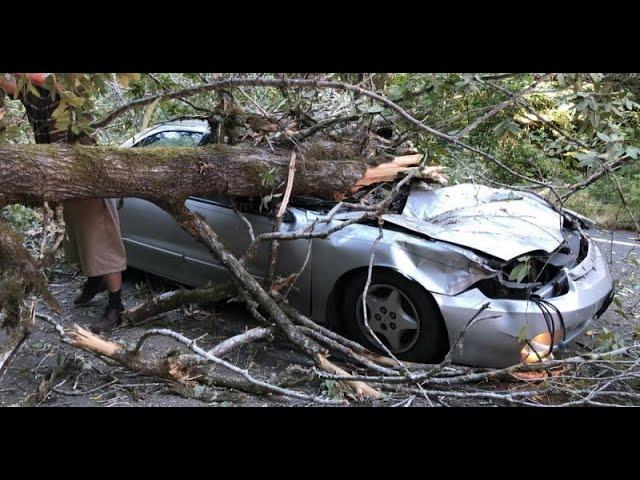 A smashing new year! (car hit by tree branch)