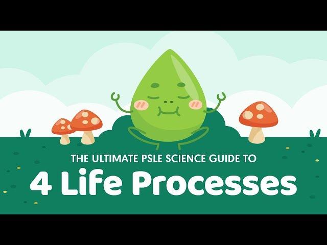 The Ultimate PSLE Science Guide To 4 Life Processes