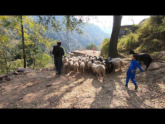 The sheep herding lifestyle of the village people