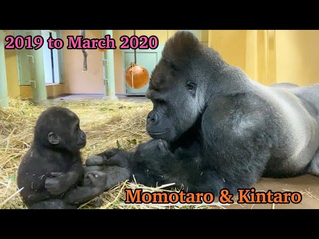 【Kyoto】Gorilla⭐️Silverback Momotaro‼︎ The road to becoming a good father(Indoor edition)