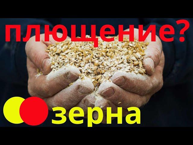 Плющение зерна - вся правда| Как плющить зерно?| Кормить плющенным зерном