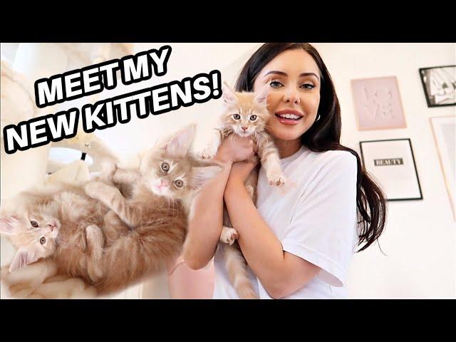 BRINGING MY MAINE COON KITTENS HOME *VLOG & KITTEN HAUL* ft. Pets at Home, Homesense & The Range 