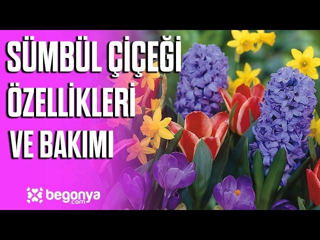 Sümbül Çiçeğinin Bakımı ve Özellikleri