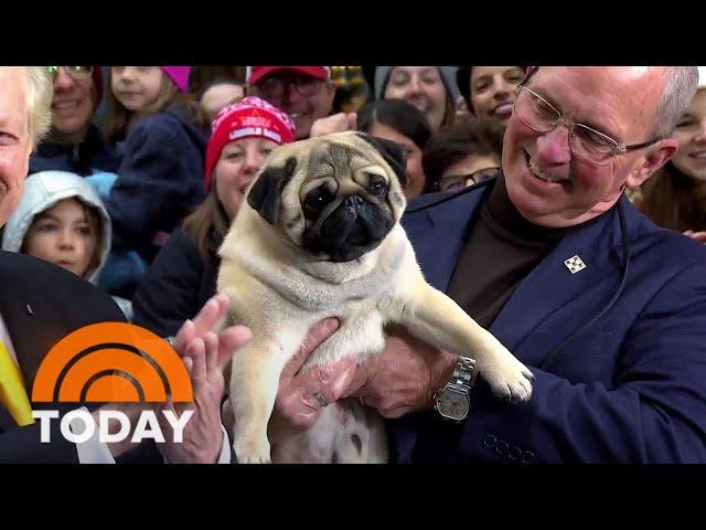 Vito the pug celebrates National Dog Show win on TODAY plaza