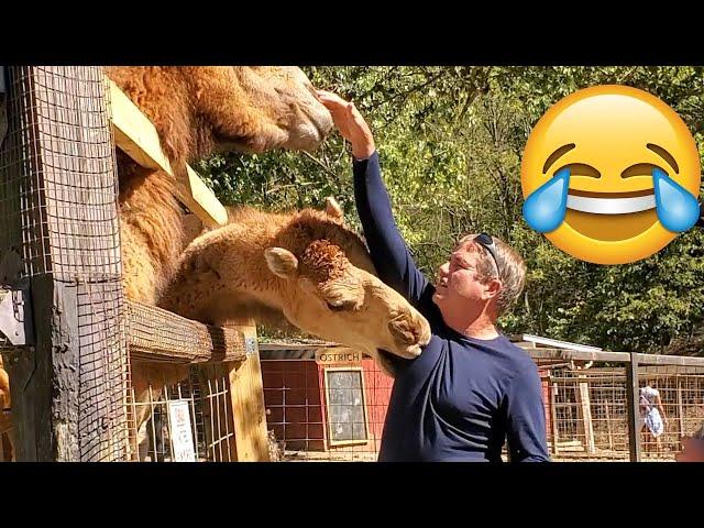 Unexpected ANIMALS Attack on Humans - Funny Animals Moments || PETASTIC 