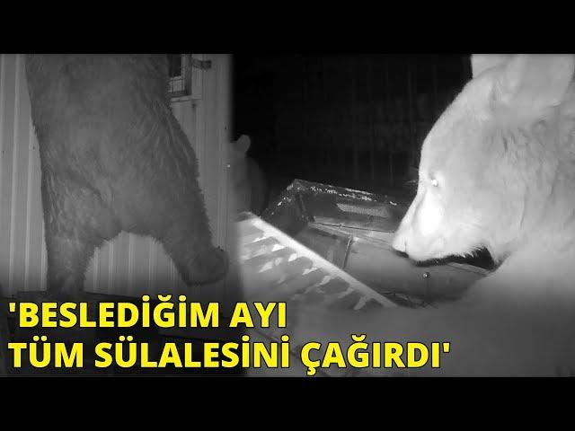 'Beslediğim ayı tüm sülalesini çağırdı'... Tesise dadanan ayılar kamerada