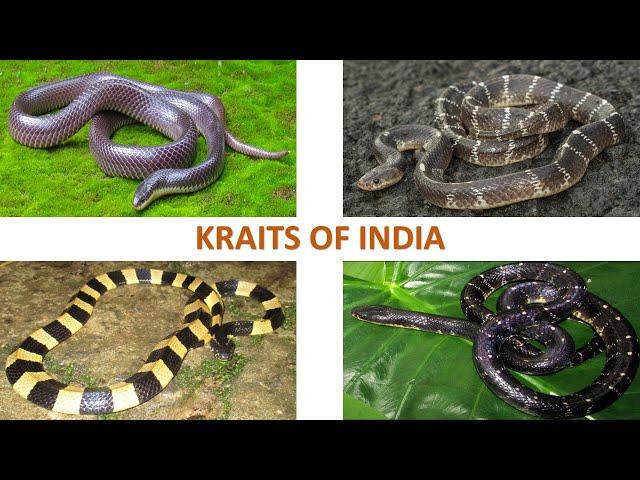 Kraits of India  | Snakes | Indian Reptiles