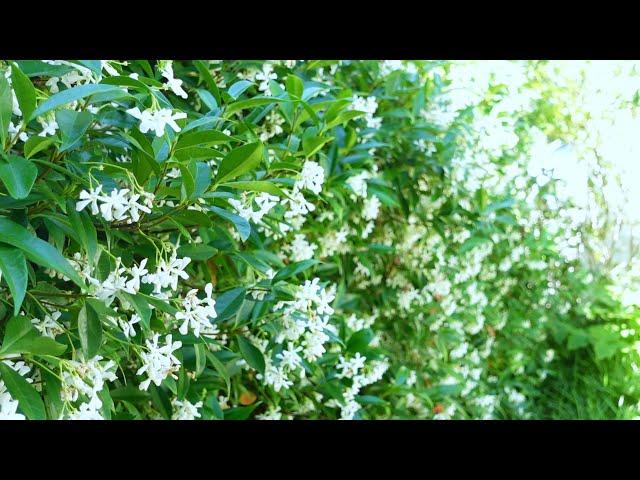 Star Jasmine (Trachelospermum jasminoides)