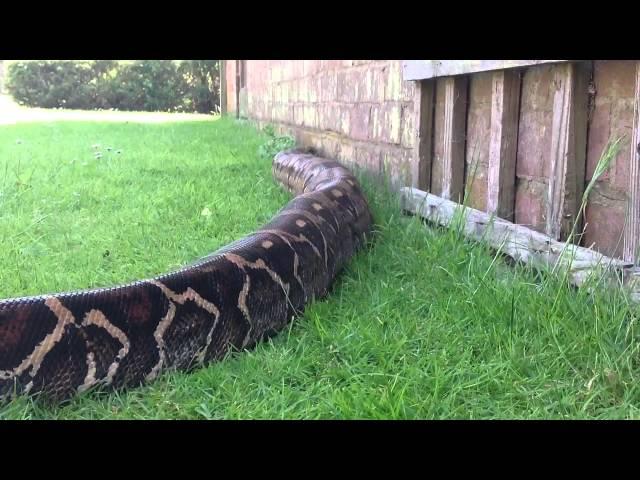 Massive Boa constrictor in HD