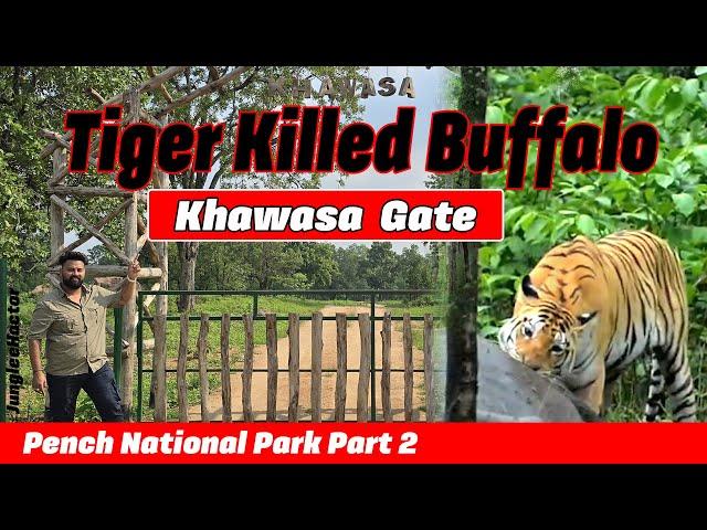 Tiger Killed Buffalo | Pench National Park | Khawasa Gate | @Wildlifewithsunil #jungleehactor