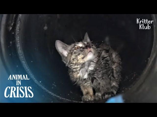 Kitten Stuck Underground Cries Out Of Fear No One Would Rescue Him | Animal in Crisis EP117