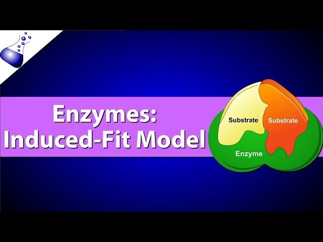 Enzymes: The Induced Fit Model