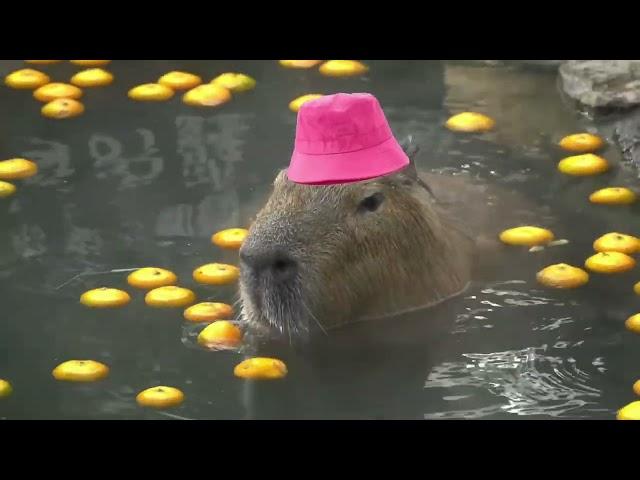 capybara masbro song for 1 hour 1 jam (relaxing)