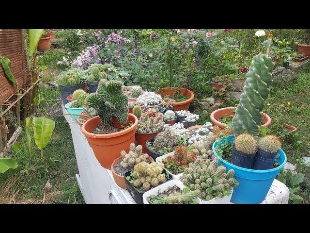 Tour por mis cactus, echeverias y suculentas con nombres - Parte 2