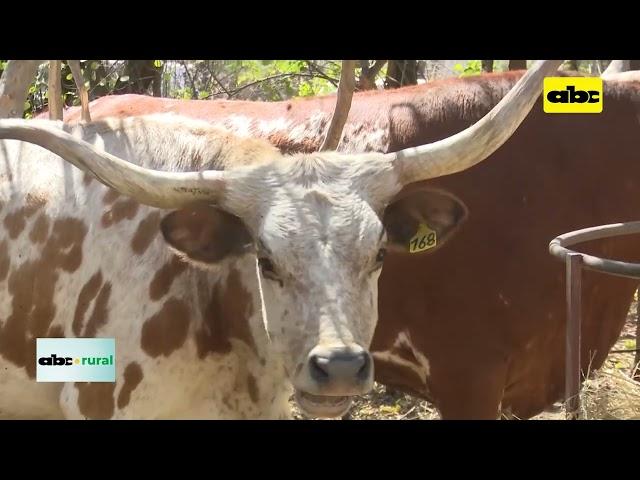 Raza Texas Longhorn y sus características