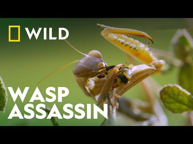 Praying Mantis Vs Wasp | Wild Europe | National Geographic Wild