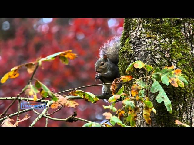 Last Days Of Autumn... (Amazing Pan Flute Music)