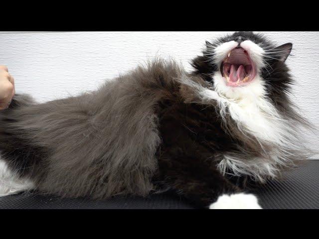 Norwegian Forest cat tells off his groomer