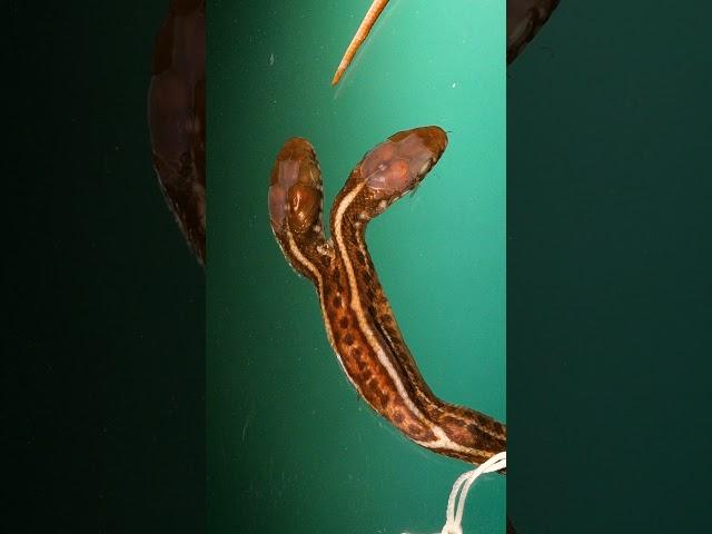 Two Headed Snake - Is This 1 or 2 Snakes?