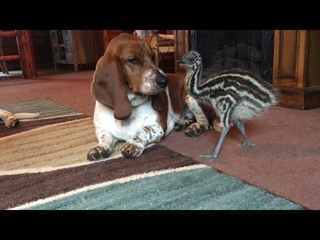 Baby Emu Playing With Basset Hounds || ViralHog