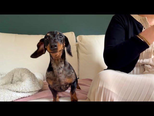 MINI DACHSHUND IS A VERY STRANGE DOG