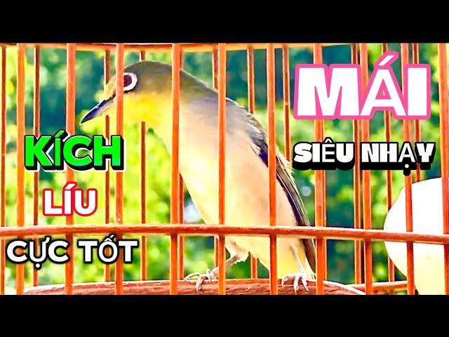 Khuyên Mái Kích Trống Cực Nhạy - File Thúc Líu Đấu  - Kích Khuyên Trống Bổi Nhanh Căng Lửa, Líu Choè