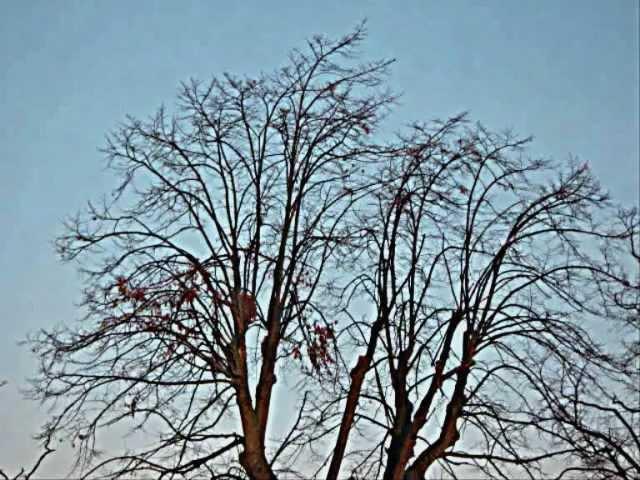 Trees in Autumn