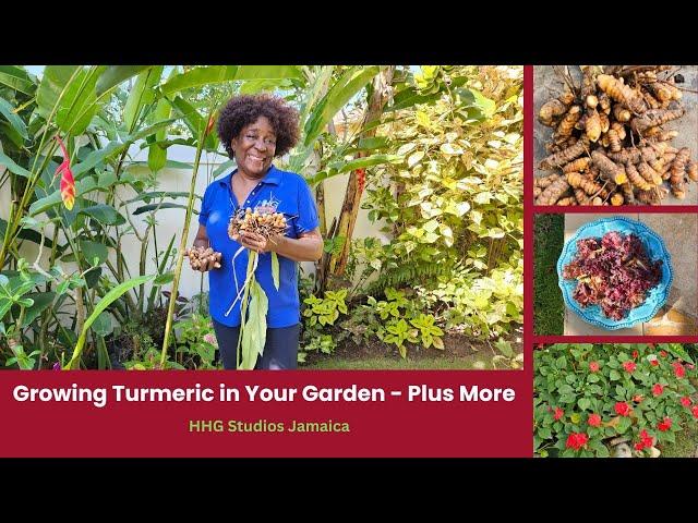 Growing Turmeric in Your Garden Plus More