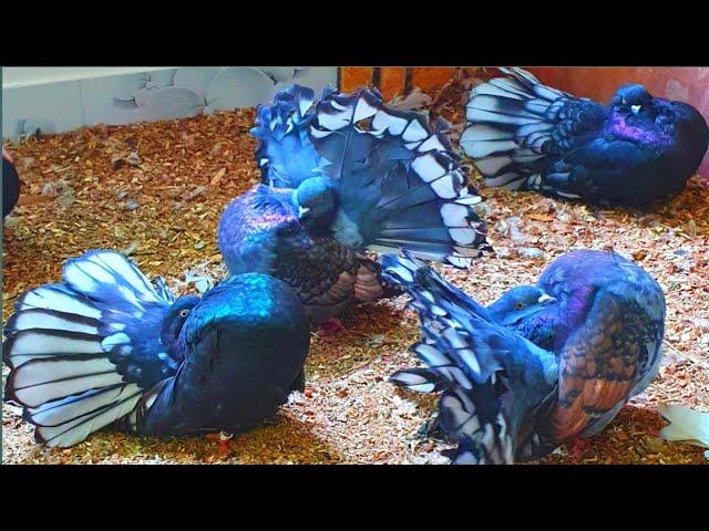 beautiful american fantail pigeons | pigeon videos | pigeon sounds to attract pigeons