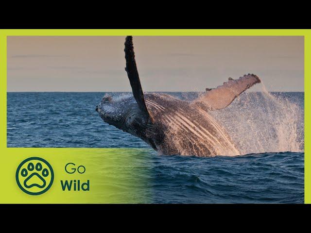 Paradise Coast - Brazil: A Natural History 4/5 - Go Wild