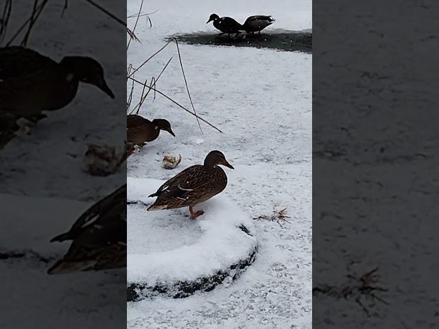 Харьков Салтовка январь 2024 Нутрии и утки. Kharkiv region 2024 of january. Nutria and ducks.