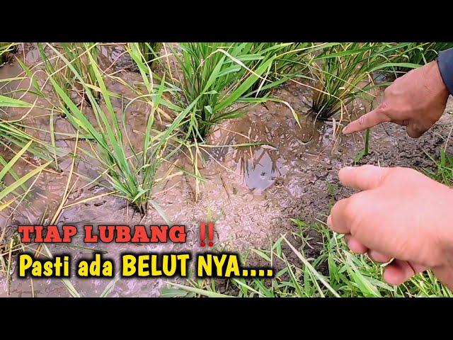 LOH YA ‼️BEGINI SERUNYA MANCING BELUT TEPAT DI SARANG NYA