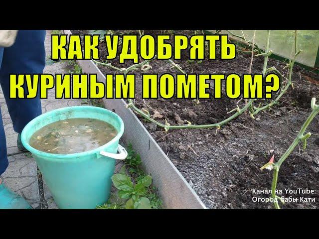 Как правильно подкармливать и ухаживать за огурцами