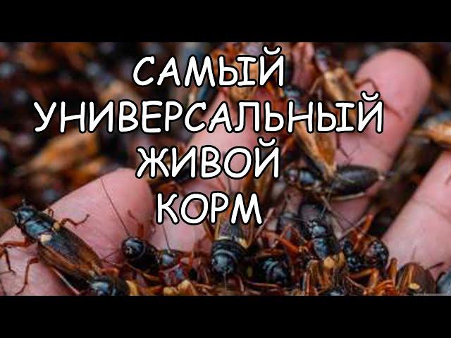 ДВУПЯТНИСТЫЙ СВЕРЧОК. ОТ ЯЙЦА ДО ИМАГО. ПОЛНАЯ ТЕХНОЛОГИЯ. Gryllus bimaculatus