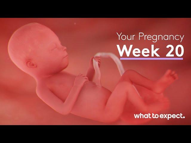 20 Weeks Pregnant - What to Expect