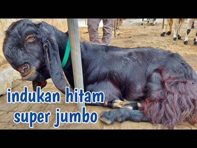 KAMBING PE INDUKAN SUPER JUMBO KWALITAS BREEDING SUPERAN