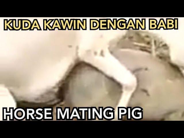 Kuda Kawin dengan Babi | Horse Mating Pig