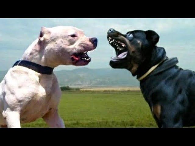 Top 5 Dog Breeds that can Defeat a Dogo Argentino