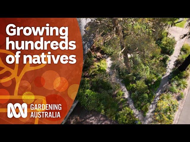 How a plant lover grew hundreds of native plants | Garden Inspiration | Gardening Australia