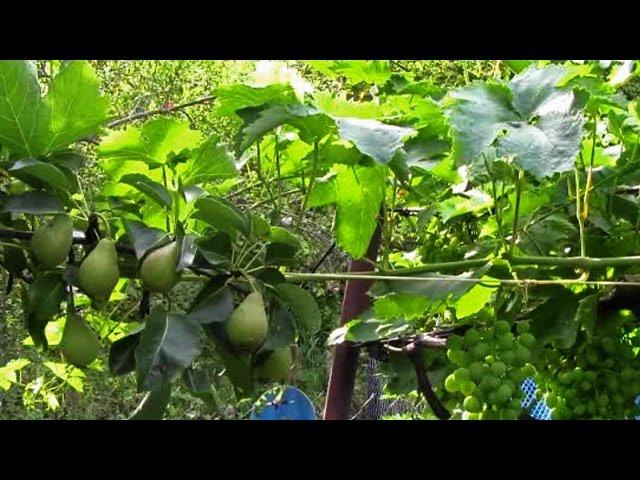 The plants in the country, grapes neighbors