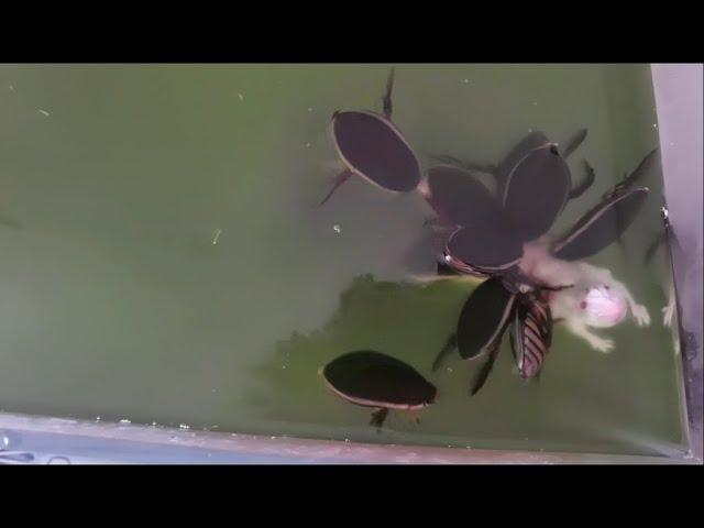 Diving beetle eating white mouse