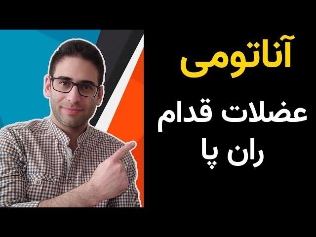 آناتومی عضلات قدام ران