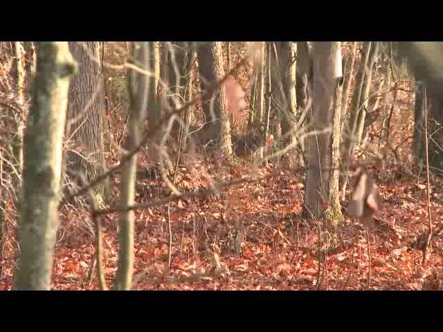 Levi Morgan - Big Buck Down in Ohio