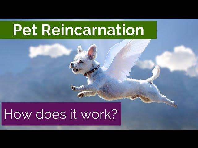 Animals in the Afterlife Pet Reincarnation