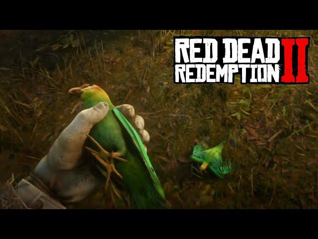 Каролинские попугаи (Karolina Parakeet) | Секретная миссия в Red Dead Redemption 2