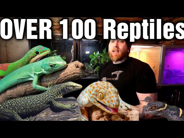 The Last Reptile Room Tour Of The Year! [Reptile Room Tour 2023]