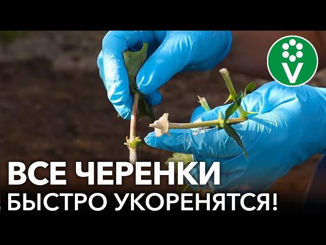 ЧЕРЕНКОВАНИЕ ЛЕТОМ - 100% РЕЗУЛЬТАТ! Самый подробный мастер-класс на примере жимолости