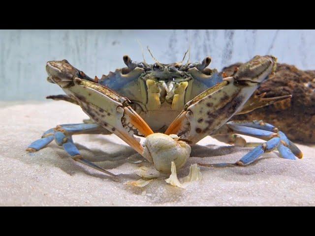 This is how CRABS eat SNAILS