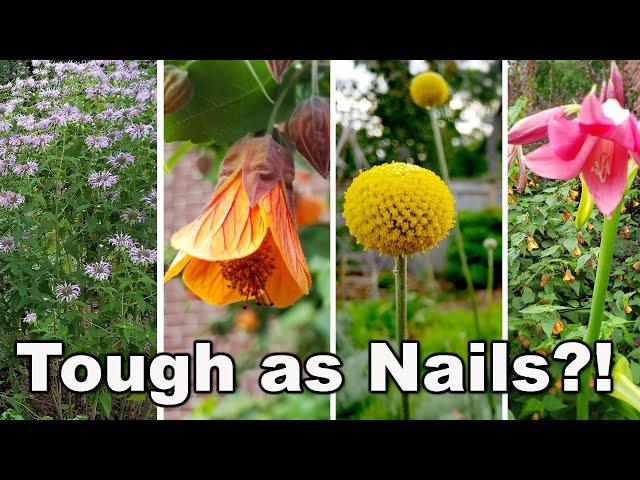 15 Easy to Grow at home Perennial Plants + survived heat, drought, + neglect in humid zone 8 garden
