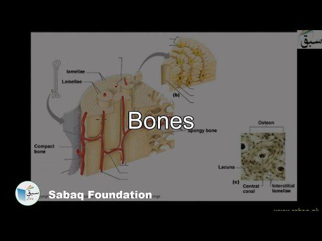 Bones, Biology Lecture | Sabaq.pk